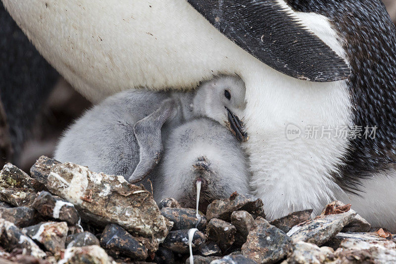 帽带企鹅(Pygoscelis antarctic)